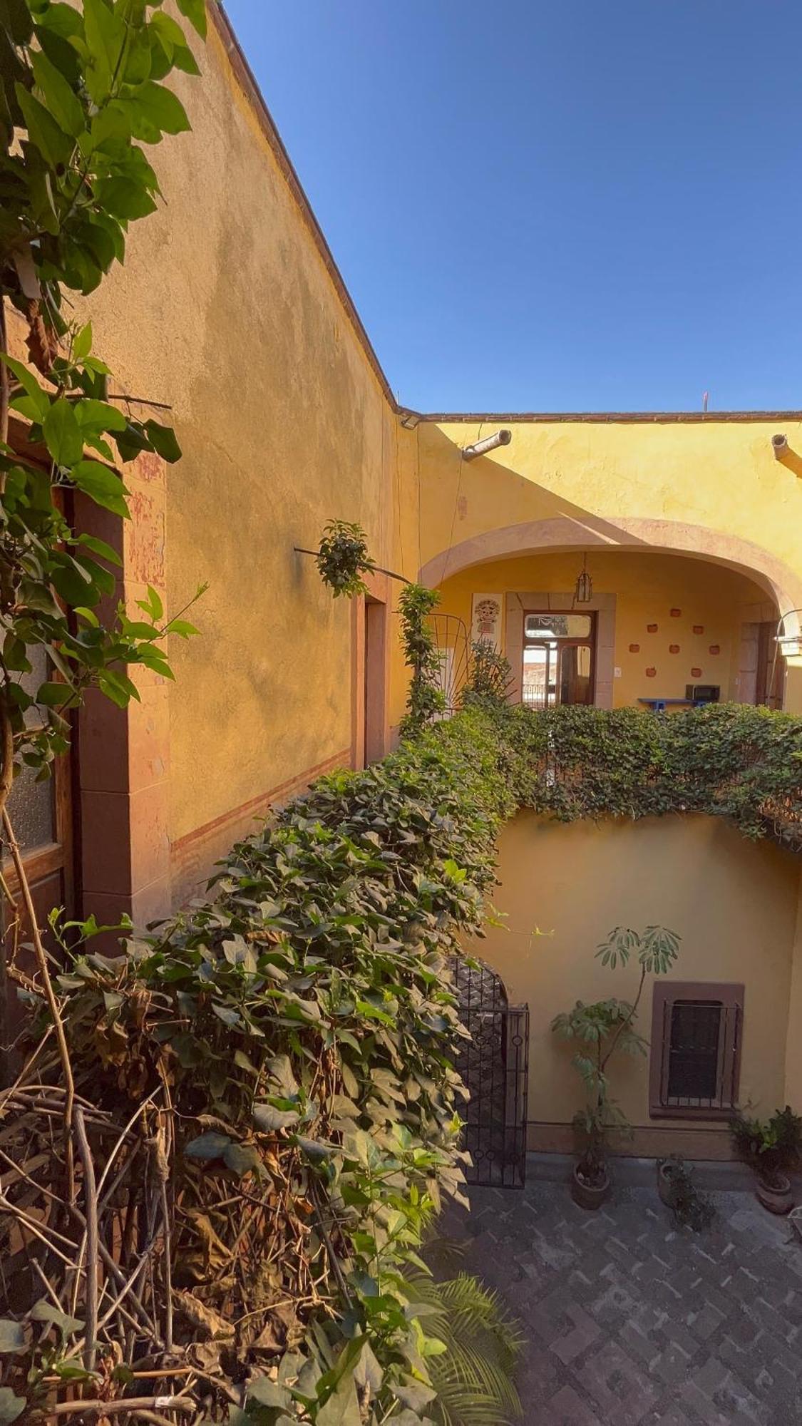 Lele Panchito Y Lavanda Juntos En El Centro Querétaro Dış mekan fotoğraf